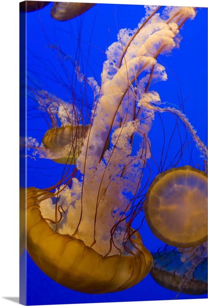 Sea NettleChrysaora fuscescensMonterey Bay Aquarium, CA*Captive