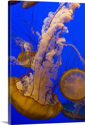 Pacific Sea Nettle group, Monterey Bay Aquarium, California