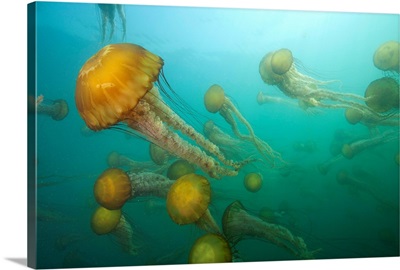 Pacific Sea Nettle group, Monterey Bay, Monterey, California