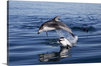 Pacific White-sided Dolphin pair jumping, Nine Mile Bank, San Diego, California