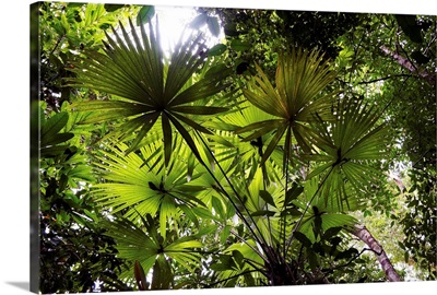 Palm leaves in rainforest, Costa Rica
