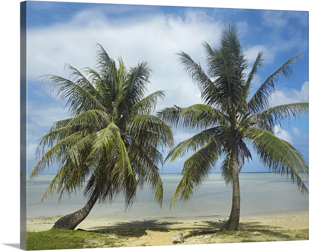 Two trees growing in the sand of a tropical beach in this landscape photograph.