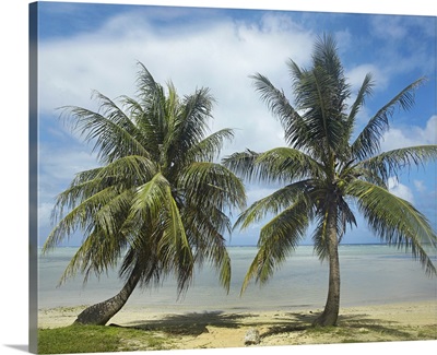 Palm trees, Agana Beach, Guam