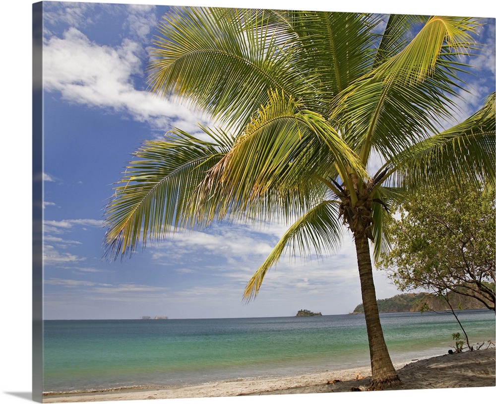 Palm trees line Penca Beach, Costa Rica