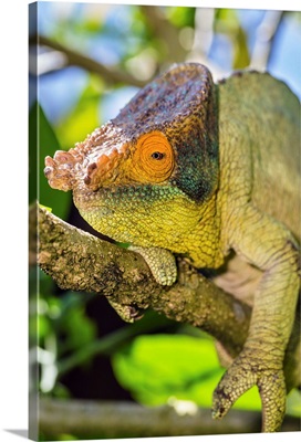 Parson's Chameleon male, Andasibe Mantadia National Park, Madagascar