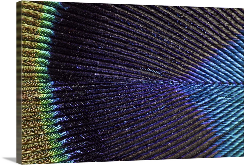 Wall art of the up close view of a peacock feather.
