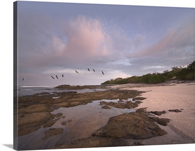 Pelicans over Playa Langosta, Guanacaste, Costa Rica