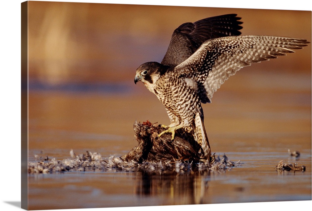 Peregrine Falcon adult in protective stance standing on downed duck, North America