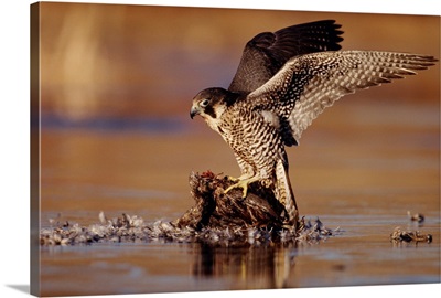 Peregrine Falcon adult in protective stance standing on downed duck, North America