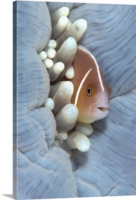 Pink Anemonefish, sheltering in Magnificent Sea Anemone, Indonesia