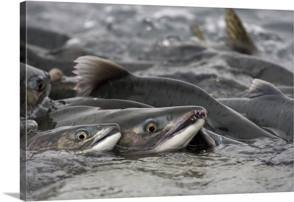 Pink Salmon group spawning in river, Prince William Sound, Alaska.