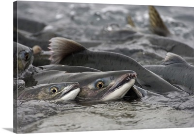 Pink Salmon group spawning in river, Prince William Sound, Alaska