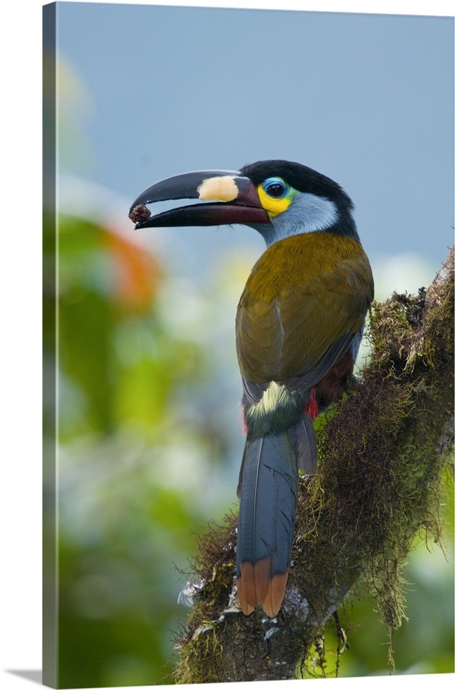 plate-billed mountain toucan Andigen laminirostris, bird, ecuador