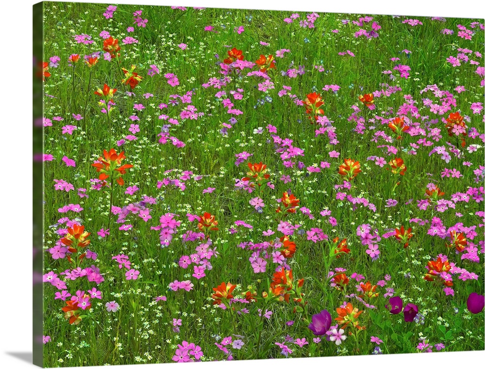 Pointed Phlox and Indian Paintbrushes in bloom, Hill Country, Texas