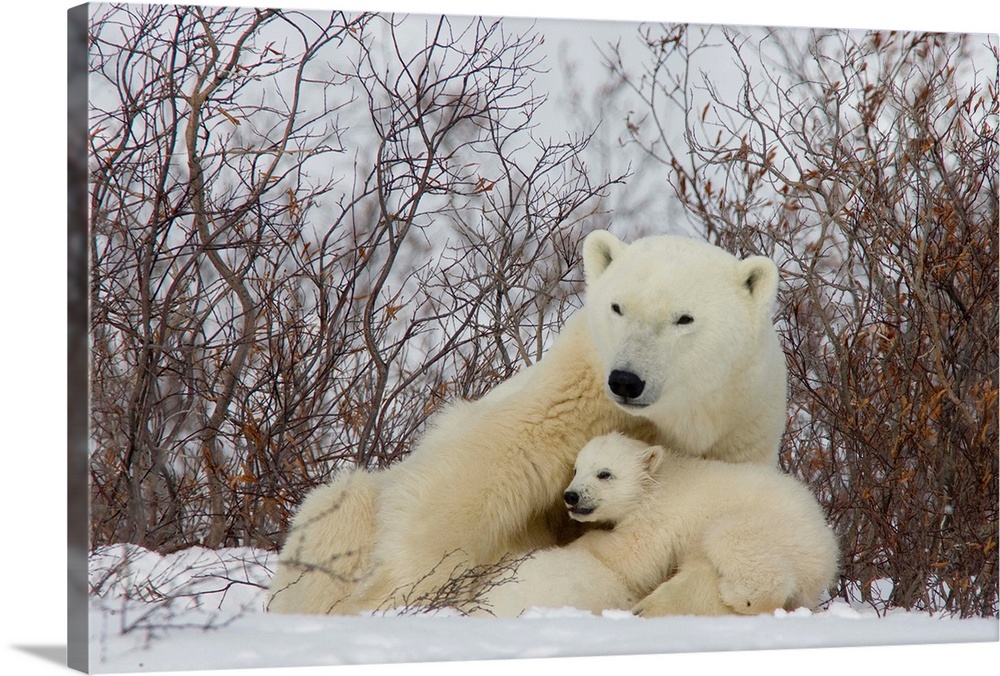 Polar Bear female with cub, Ursus maritimus, Churchill, Manitoba