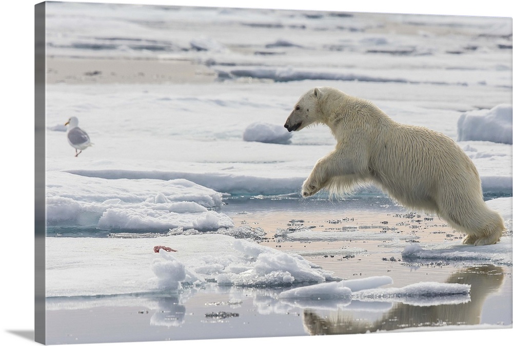 Polar Bear (Ursus maritimus) jumping between ice floes, Svalbard, Norway.