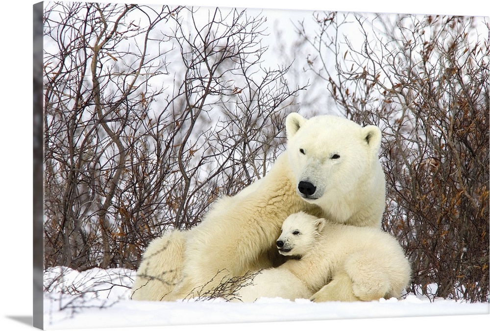 Polar Bear three month old cub interrupts nursing to look around second cub continues to nurse, vulnerable, Wapusk Nationa...