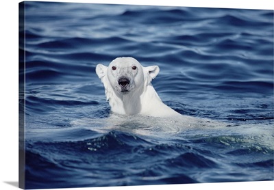 Polar Bear (Ursus maritimus) swimming, Baffin Island, Nunavut, Canada