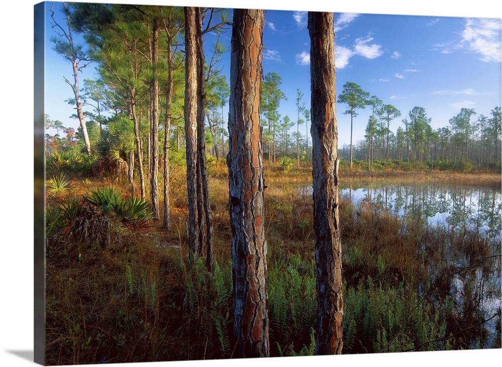 Pond near the Loxahatchee River, Jonathan Dickinson State Park, Florida