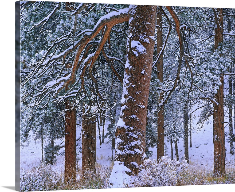 Ponderosa Pine trees after fresh snowfall, Rocky Mountain National Park, Colorado