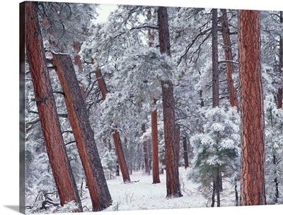 Ponderosa Pines (Pinus ponderosa) with snow, Grand Canyon National Park, Arizona