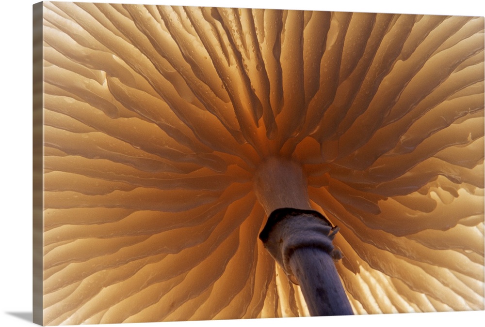 Landscape, close up photograph of the bottom gills and the stem of a porcelain mushroom, in Europe.