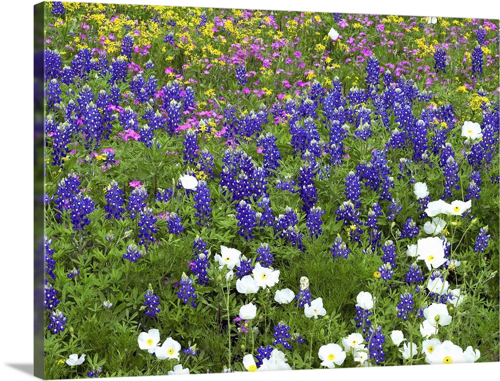 Prickly Poppy, Sand Bluebonnet, Pointed Phlox and Squaw-weed Hill Country, Texas