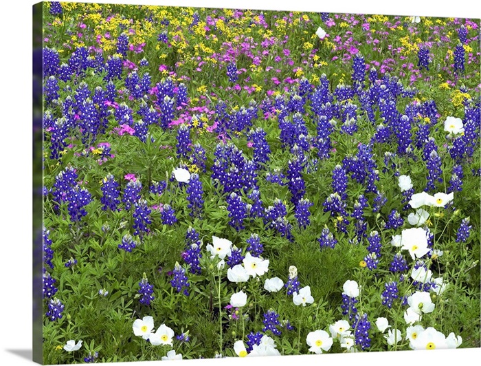 Prickly Poppy Sand Bluebonnet Pointed Phlox And Squaw Weed Hill Country Texas Wall Art Canvas Prints Framed Prints Wall Peels Great Big Canvas