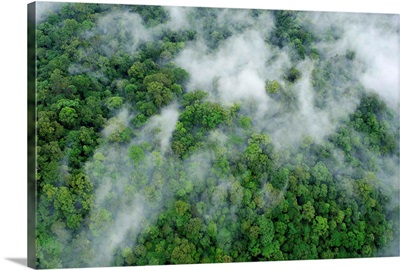 Primary rainforest, eastern Sabah, Borneo, Malaysia