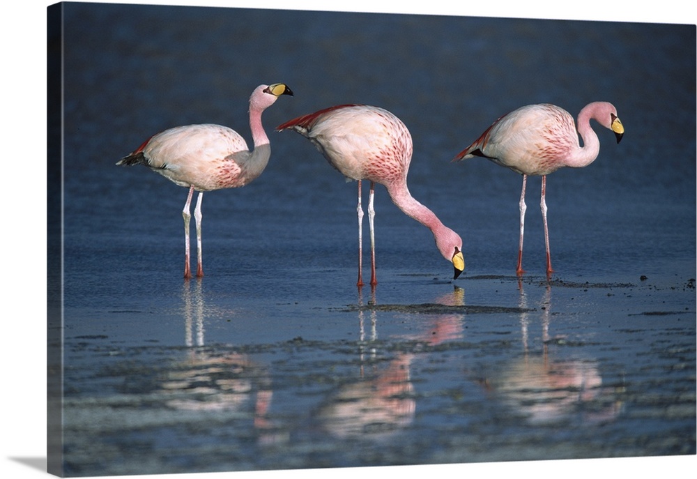 Puna Flamingo (Phoenicopterus jamesi) rare, three drinking from freshwater springs along lake edge, Laguna Colorada, Andea...