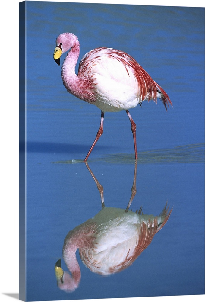 Puna Flamingo (Phoenicopterus jamesi) rare, wading, Laguna Colorada, highly adapted to feed on microscopic diatoms, Andean...