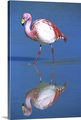 Puna Flamingo (Phoenicopterus jamesi) rare, wading