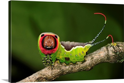 Puss Moth caterpillar, Switzerland