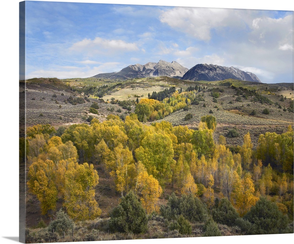 Quaking Aspen Forest And Chair Mountain In Autumn Raggeds Wilderness Colorado