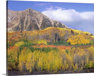 Quaking Aspen forest in autumn, Marcellina Mountain, Raggeds Wilderness, Colorado