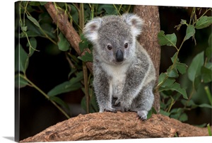 Queensland Koala juvenile, Lone Pine Koala Sanctuary, Brisbane, Australia image thumbnail