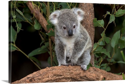 Queensland Koala juvenile, Lone Pine Koala Sanctuary, Brisbane, Australia