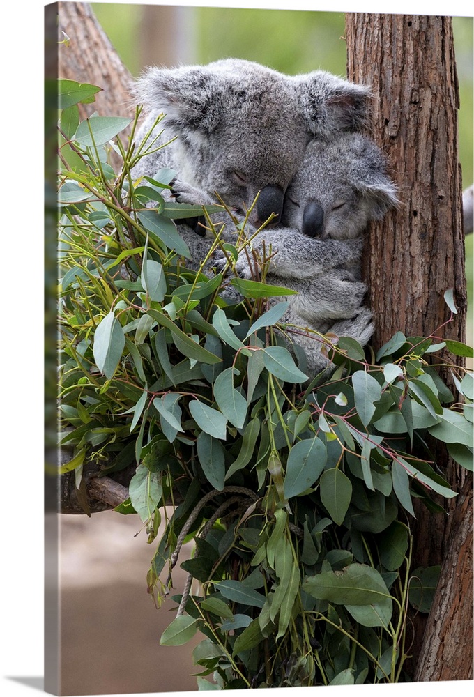 Queensland Koala mother and joey sleeping in Eucaplytus tree.