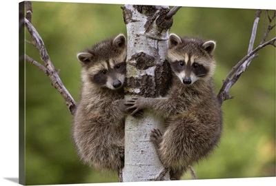 Raccoon (Procyon Lotor) two babies climbing tree, North America