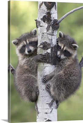 Raccoon (Procyon Lotor) two babies climbing tree, North America