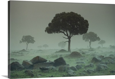 Rain storm on the Serengeti Plains, Kenya