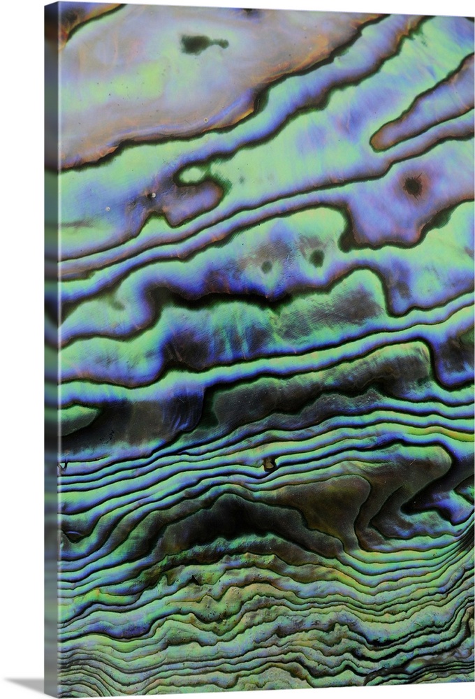 Rainbow Abalone (Haliotis iris) shell interior, iridescent nacre or mother of pearl.