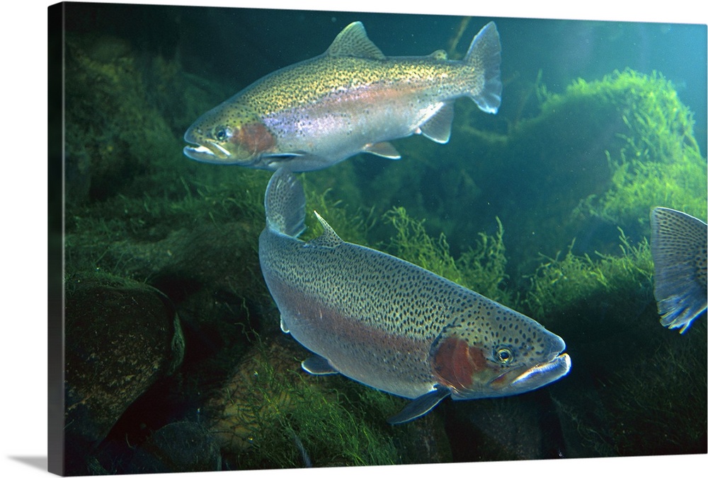 Trout Mountains Fish Design - Metal Wall Art