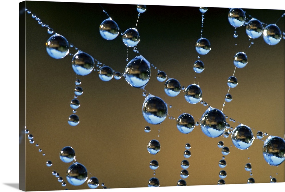 This horizontal photograph is a close up of beads of water collecting on transparent tendrils of the arachnid's web.