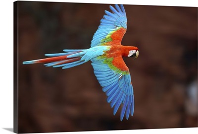 Red and Green Macaw, Cerrado habitat, Mato Grosso do Sul, Brazil