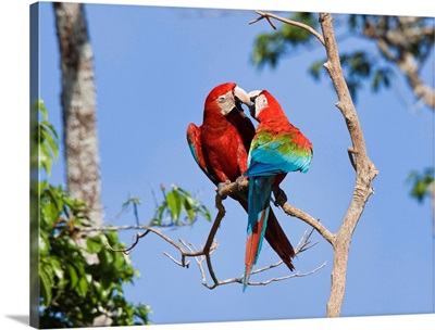 Red and Green Macaw pair courting, Tambopata National Reserve, Peru