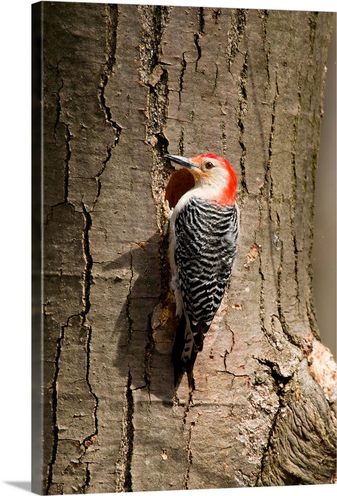 red-bellied woodpecker (Centurus carolinus) at nest, Male, Huron Meadows Metro Park, MI