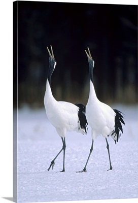 Red-crowned Crane pair calling during courtship dance, Hokkaido, Japan