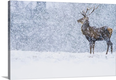 Red Deer stag in snowfall, Derbyshire, England, United Kingdom