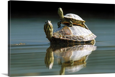 Red-eared Slider turtle, pair in pond, City Park, Munich, Germany
